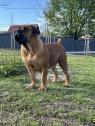 Jihoafrický mastif Boerboel Štěňata