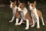 Basenji štěňata 