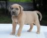 Štěňata Cane Corso 