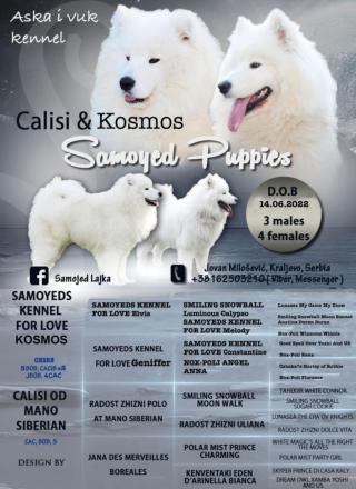 Samojed štěně na prodej