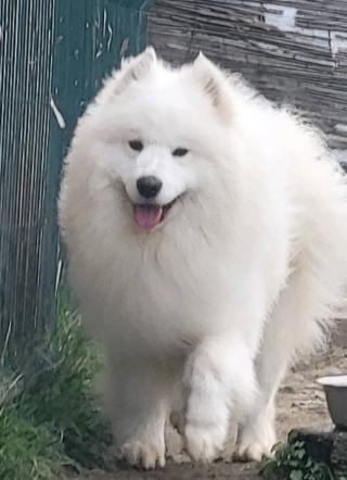 Samojed – dospělí psi a štěňata na prodej