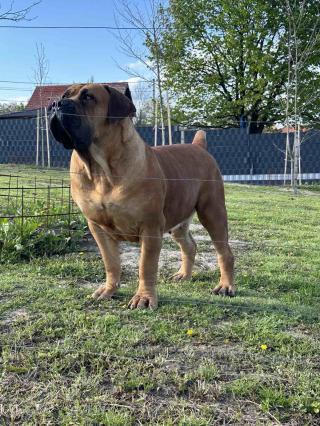 Jihoafrický mastif Boerboel Štěňata