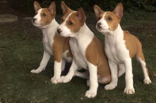 Basenji štěňata 
