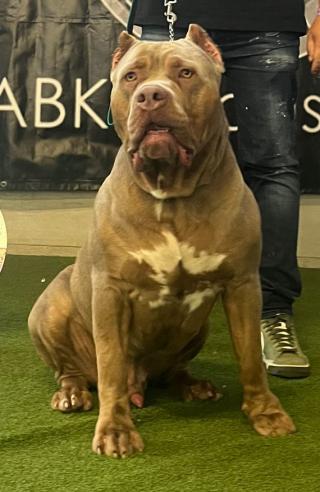 American Bully XL Štěňata