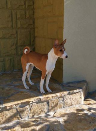 Krásná štěňata BASENJI