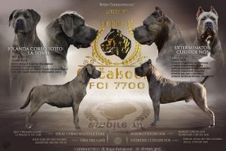 Štěňata cane corso 
