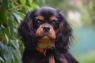 Kavalír king charles spaniel s PP štěně