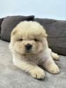 Čistokrevná štěňata CHOW-CHOW 