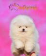 Pomeranian Boo štěňata