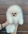 Pomeranian – krásná a roztomilá štěňata