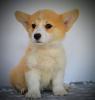 Welsh Corgi Pembroke – Krásná štěňata
