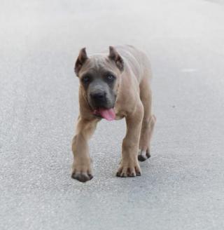 Štěňata Cane Corso na prodej 