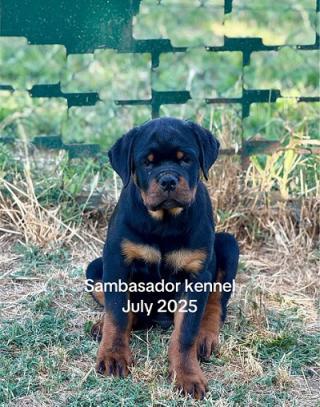 Špičkový vrh ROTTWEILERŮ 