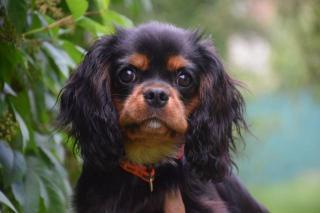 Kavalír king charles spaniel s PP štěně