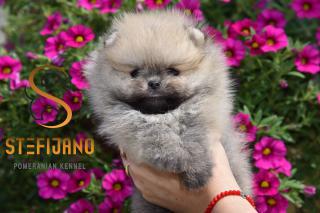 Pomeranian BOO štěňata