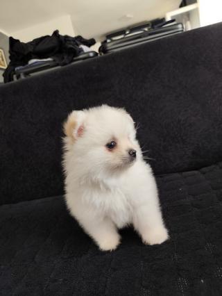 Štěňata pomeranského špice