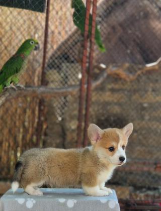 Welsh Corgi Pembroke – Krásná štěňata