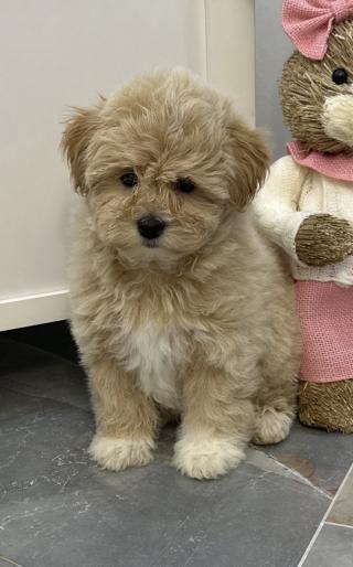 Maltipoo štěňata na prodej