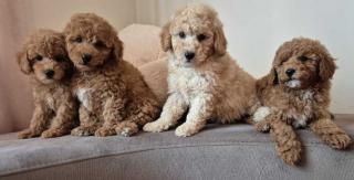 Štěňata pudlů a maltipoo 