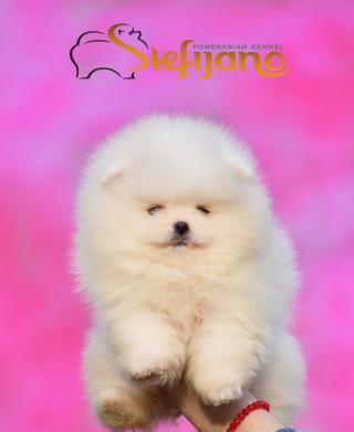 Pomeranian Boo štěňata
