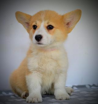 Welsh Corgi Pembroke – Krásná štěňata
