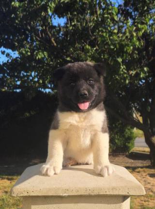 Americká Akita, výjimečná štěňata
