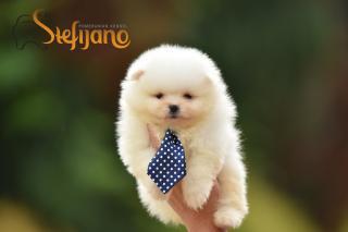 Pomeranian BOO štěňata