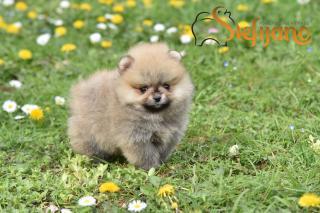 Pomeranian BOO štěňata