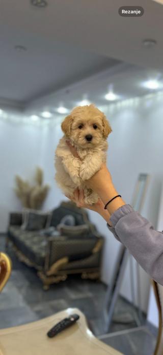 Maltipoo štěňata