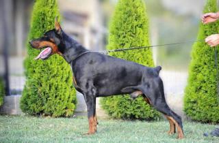 Vrh dobermanů