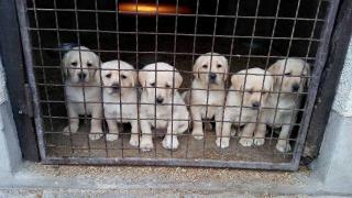 Štěňata labradorského retrívra