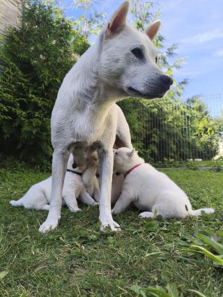 Kishu Inu (Goro bílý pes)