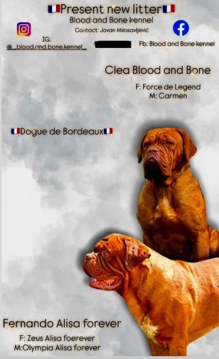 Dogue de Bordeaux Bordeauxská doga – štěňata