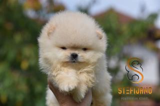 Pomeranský špic BOO šteniatka