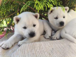 Kishu Inu (Goro bílý pes)