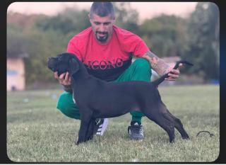 Štěňata Cane Corso 