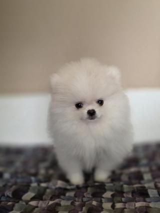 Pomerani, krásná štěňata
