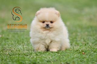 Pomeranian BOO štěňata