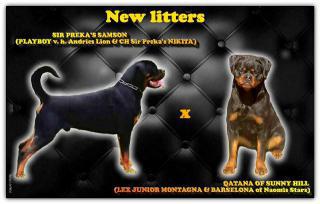 Štěňata rotvajlera