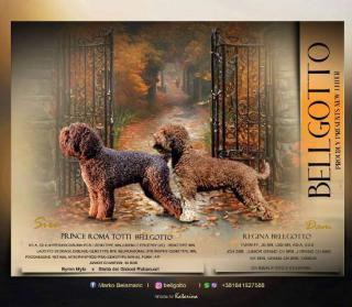 Štěňata Lagotto Romagnolo