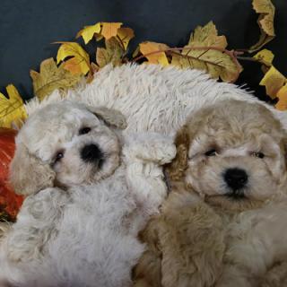 Štěňata Maltipoo, krásná miminka