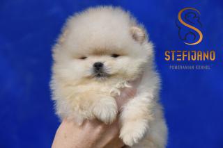 Pomeranský špic BOO šteniatka