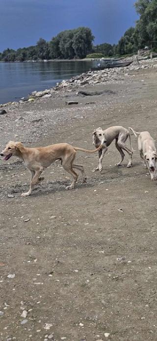 Štěňata perského chrta SALUKI