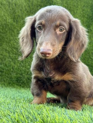 Long haired dachshund 
