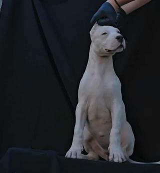 Fenky argentinských dog 
