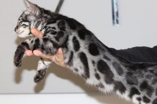 Snow/Silver/Charcoal/Brown Bengal Kittens WhatsApp: +27842597191