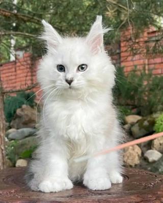 Maine Coon Kittens WhatsApp: +27842597191
