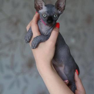 Hairless Sphynx Kittens WhatsApp: +27842597191
