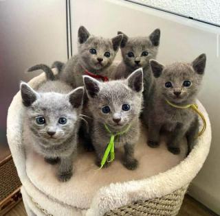 Russian Blue Kittens WhatsApp: +27842597191