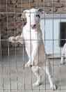 Standardní Bull Terrier štěňata